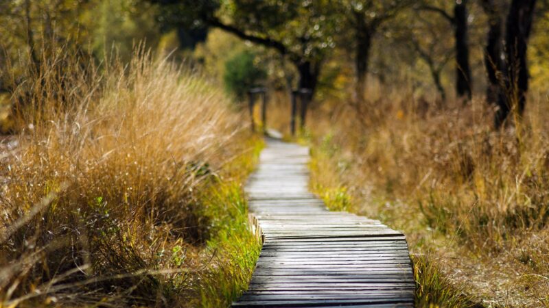 Bereavement Groups