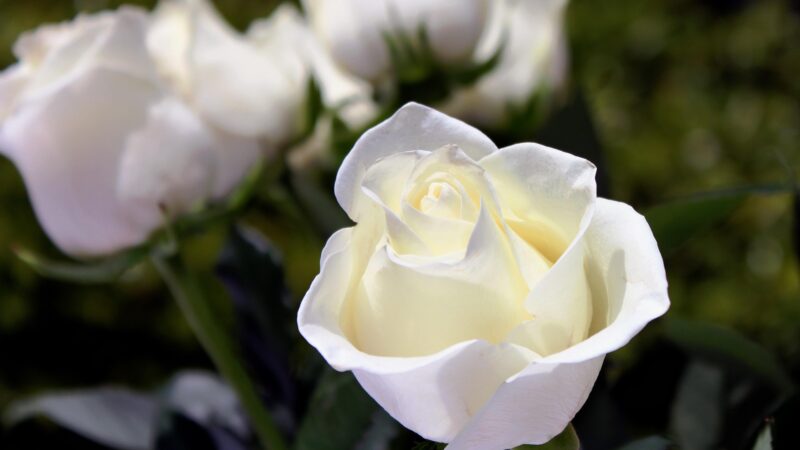 Funeral Donations